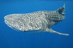 Whale Shark